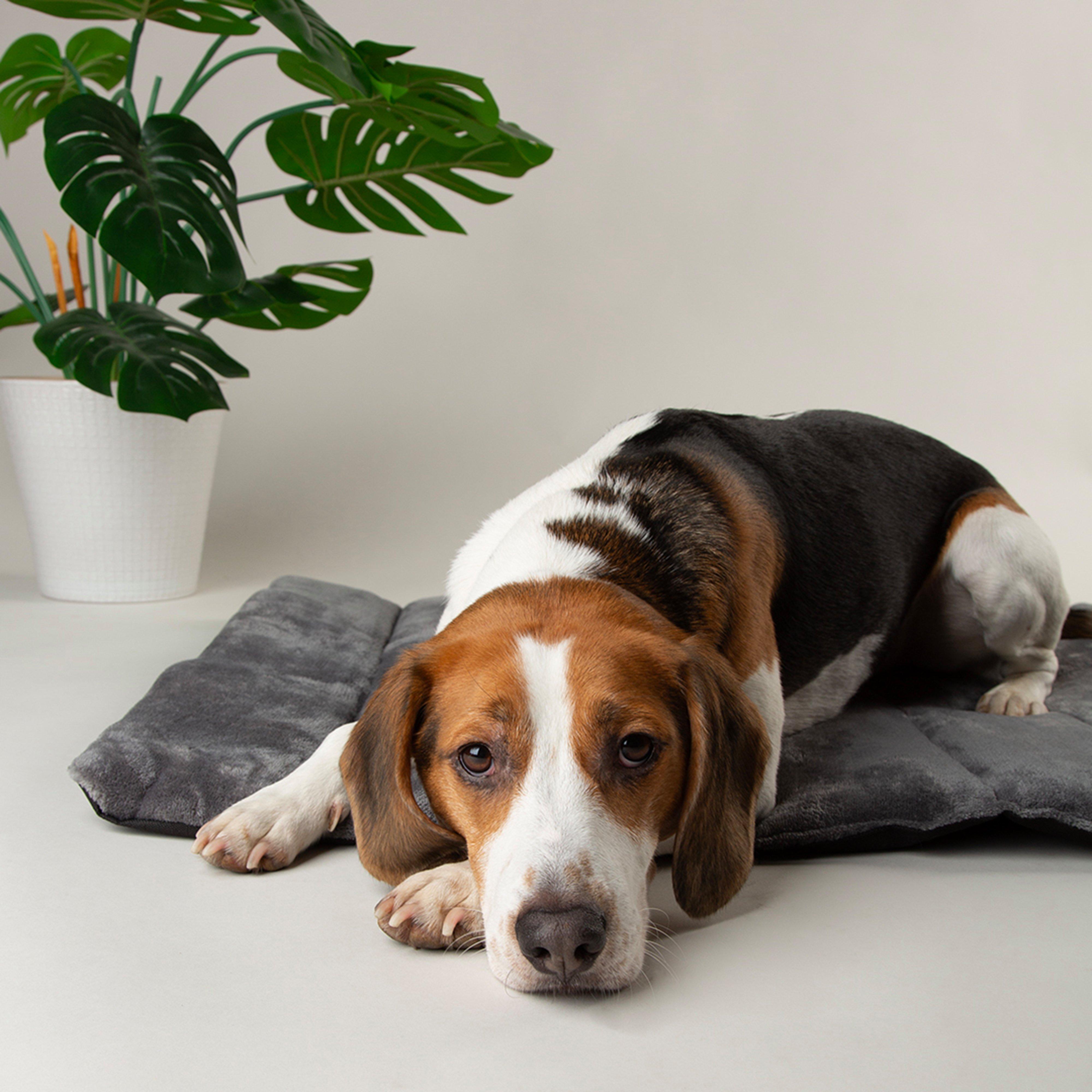 Expedition Roll Up Travel Pet Bed