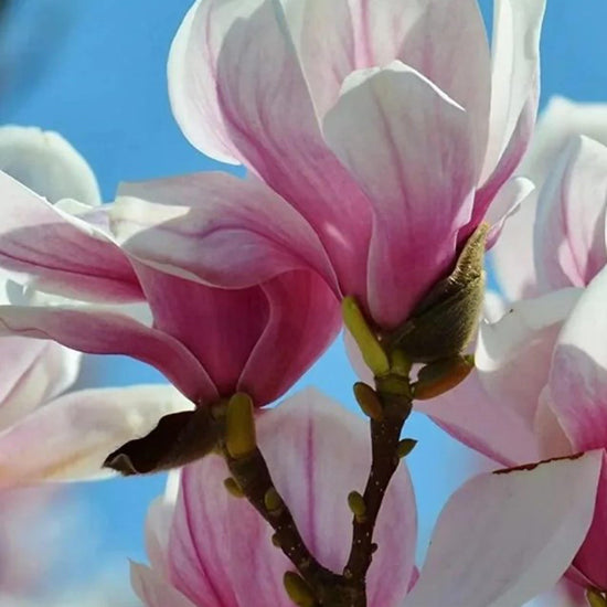 Midnight Magnolia Small Jar