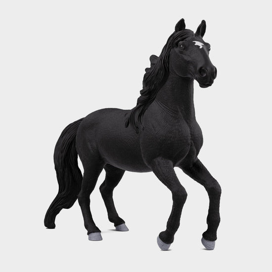 Lusitano Stallion
