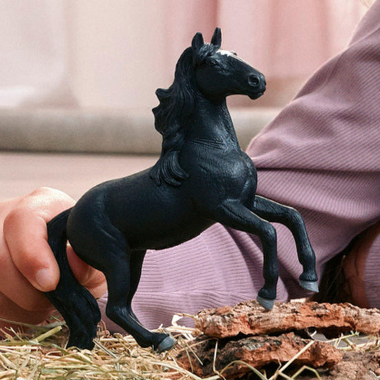 Lusitano Stallion