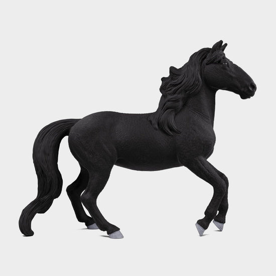 Lusitano Stallion