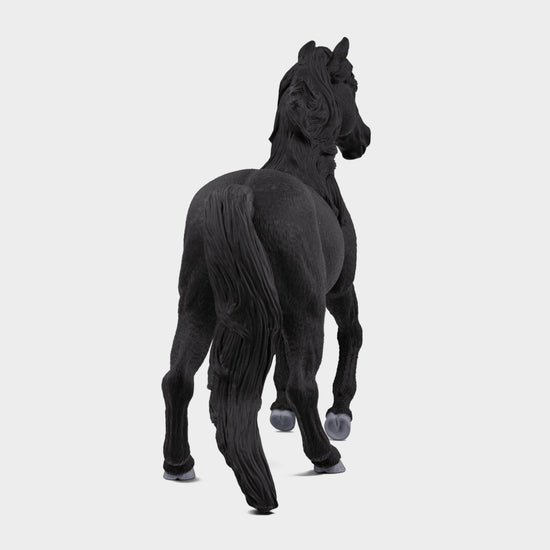 Lusitano Stallion