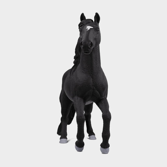 Lusitano Stallion