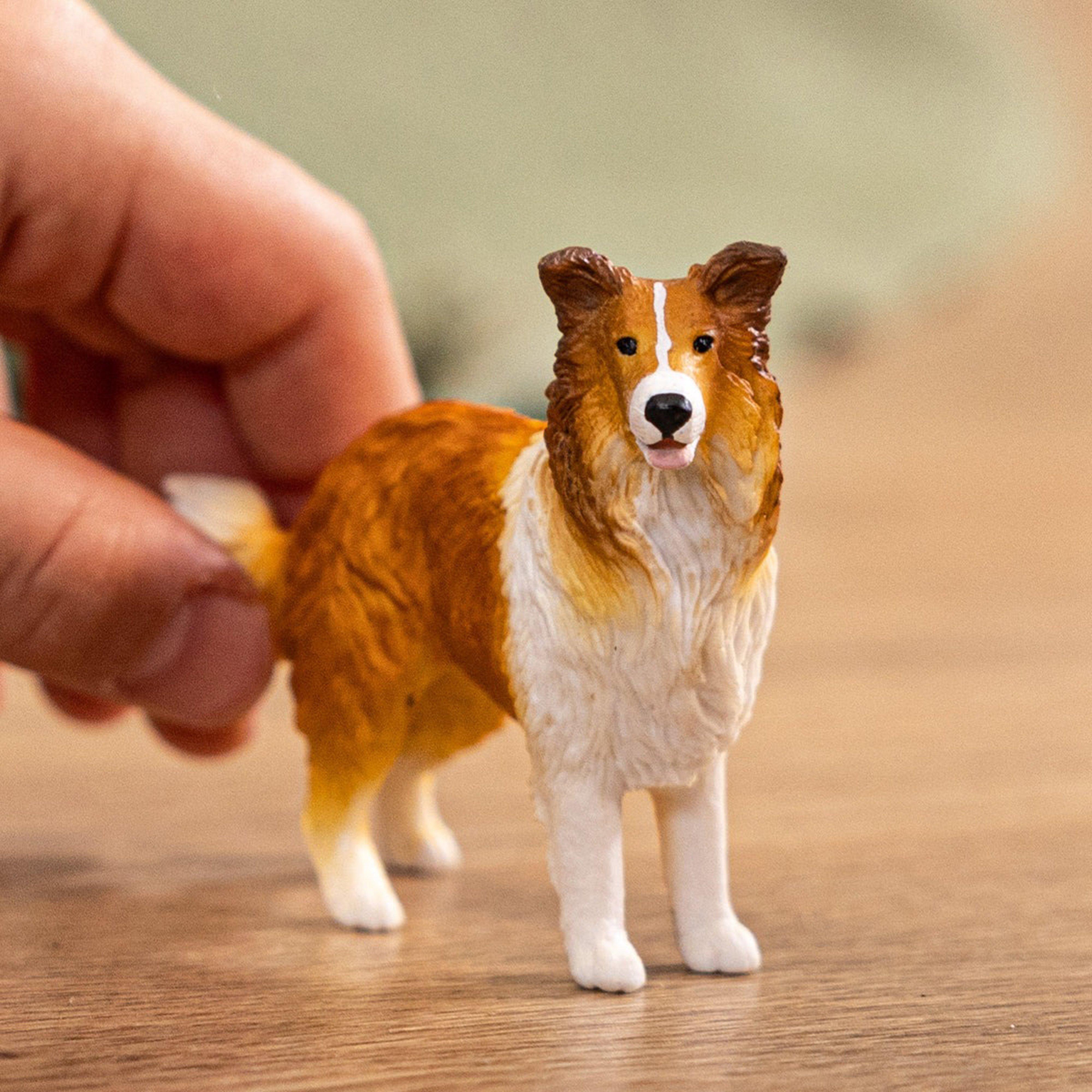 Collie Dog