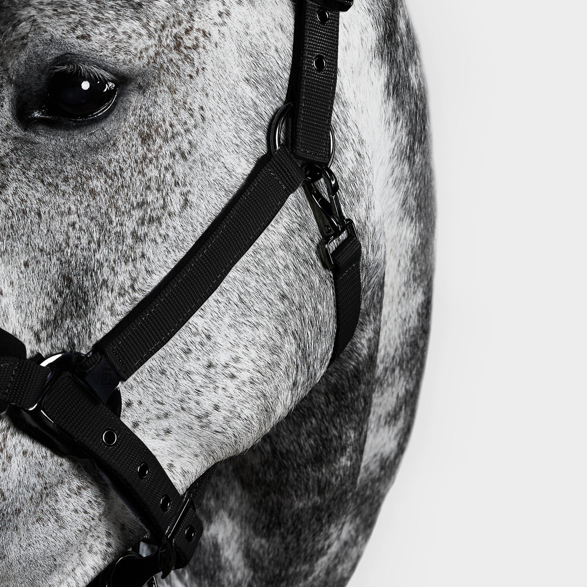 Head Collar