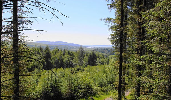 15 Forest and Woodland Walks in the UK