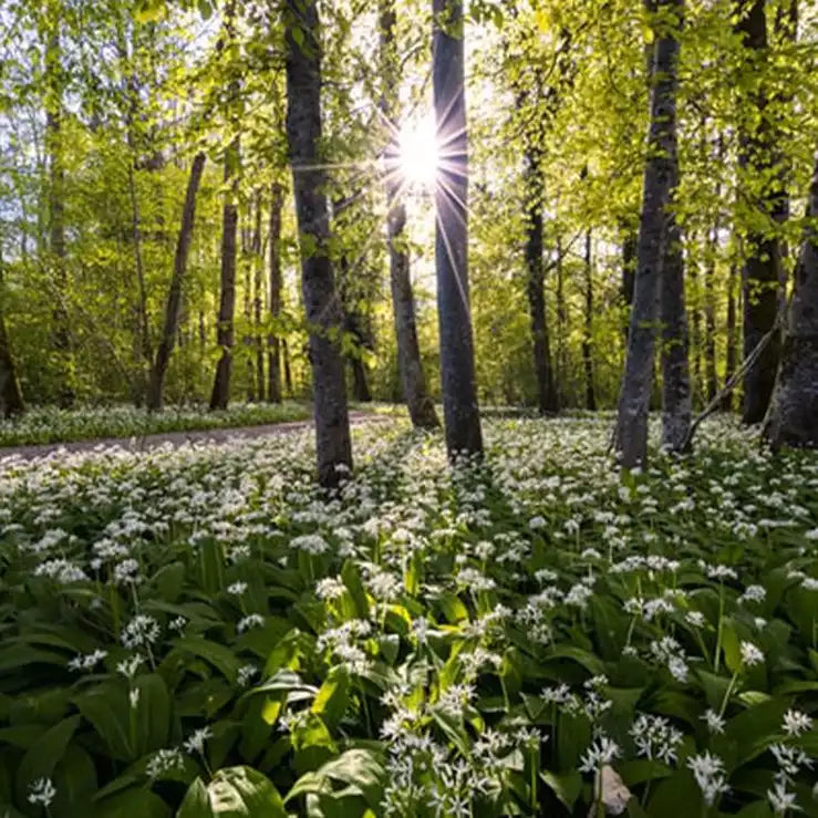 10 Family Friendly Activities in New Forest