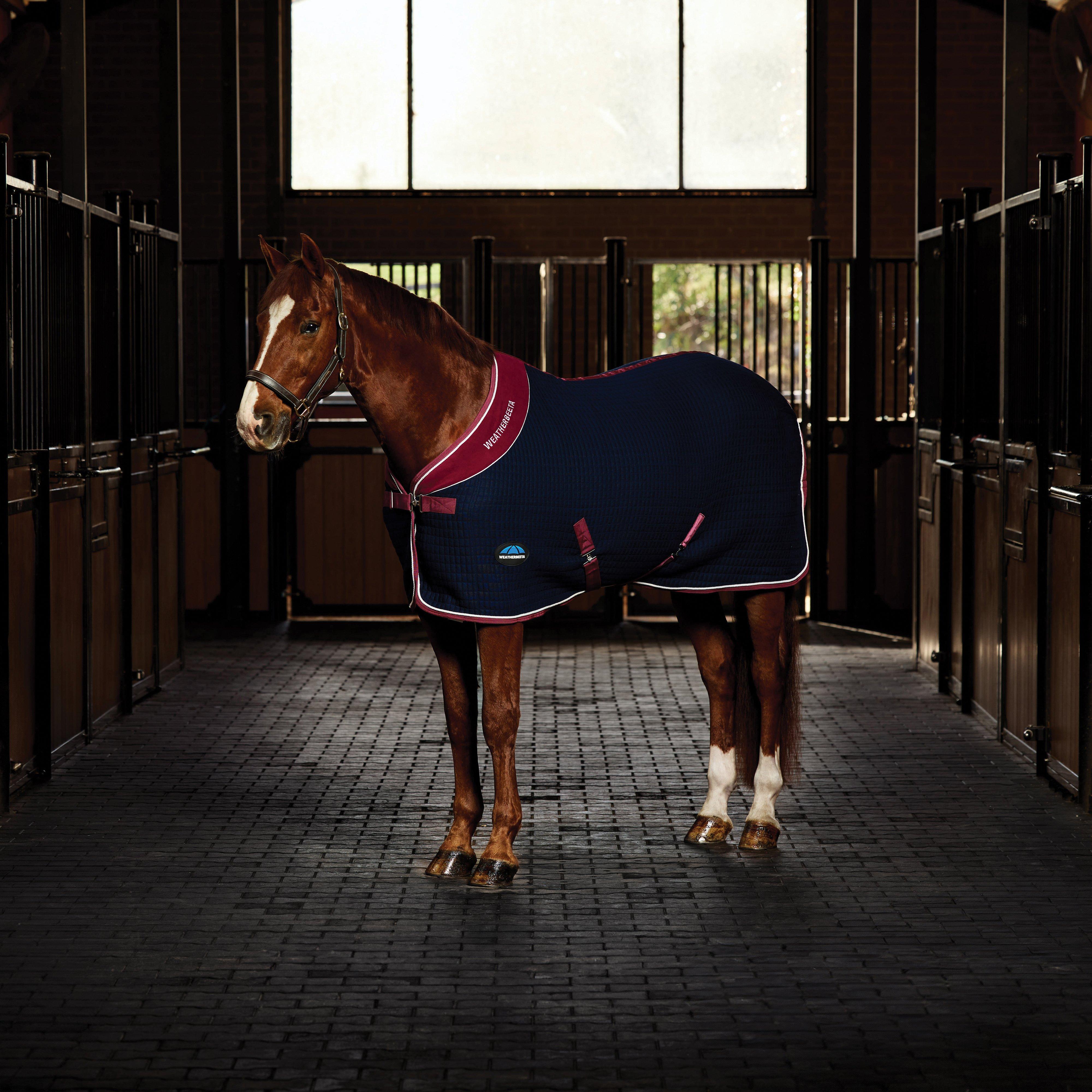 A Guide to Horse Riding Stable Equipment & Horse Care