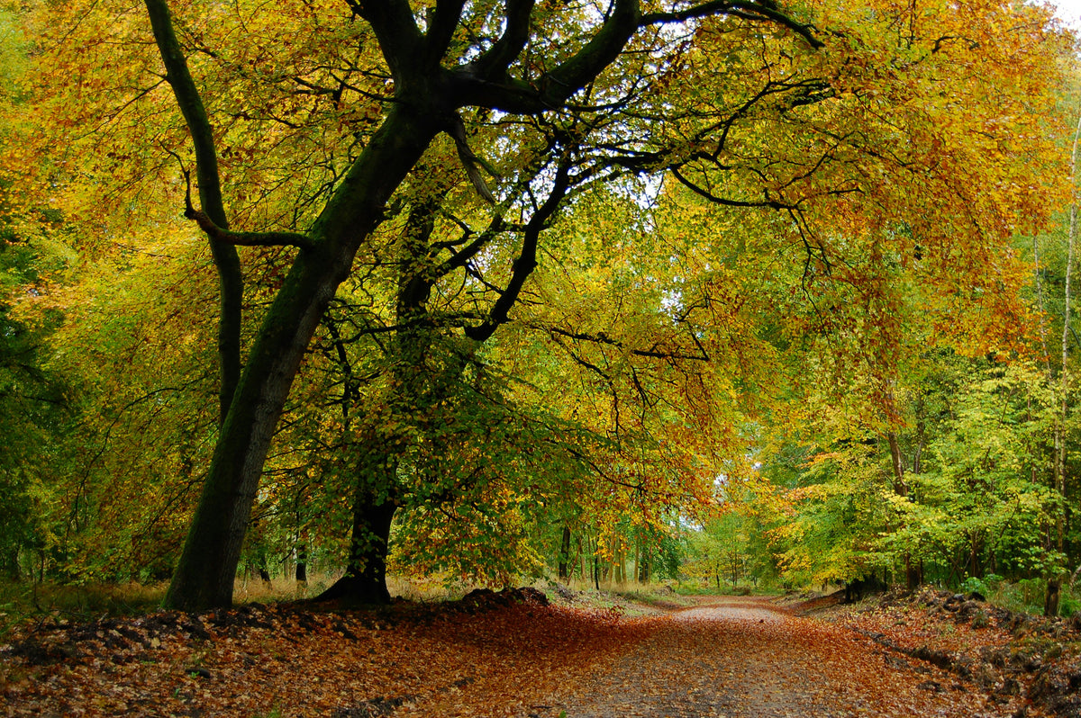 The UK’s Best Autumn Walks