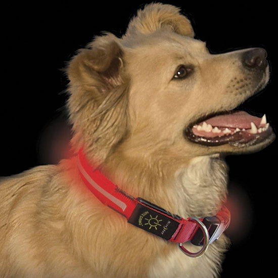 Dawg LED Dog Collar (Large)