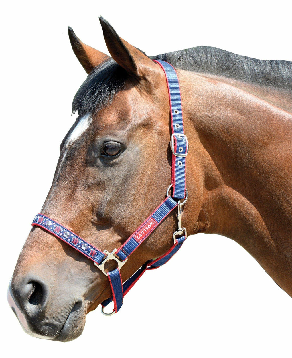 Galaxy Headcollar