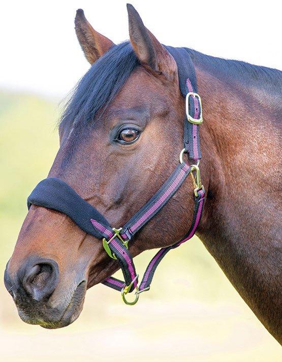 Topaz Fleece Headcollar