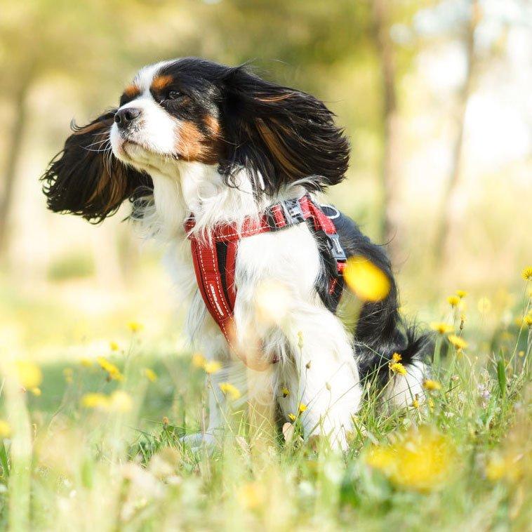 Chest Plate Dog Harness (XS)