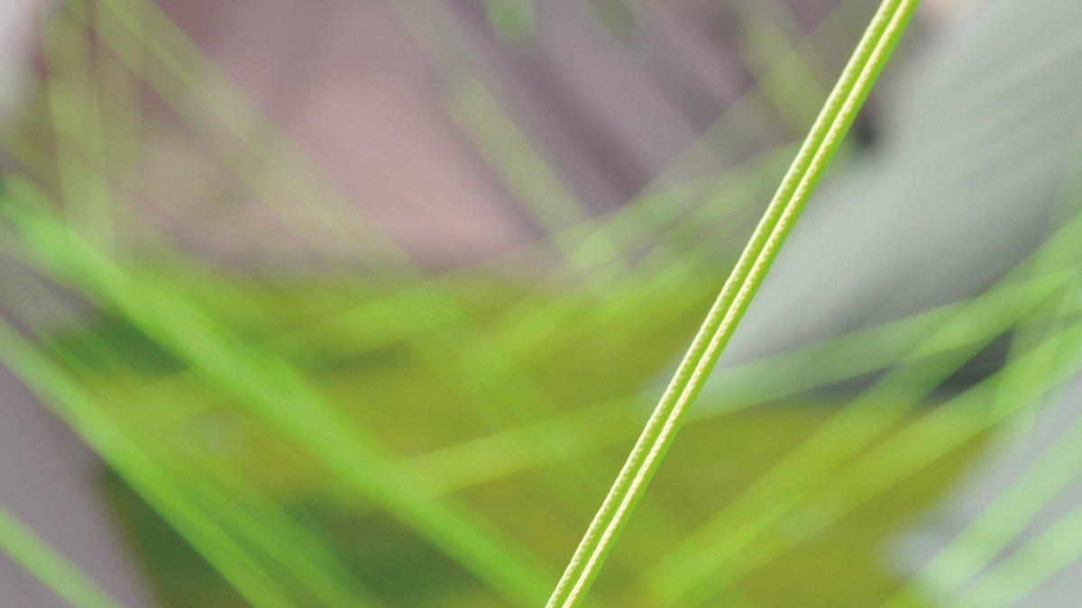 Dual Protector Blakeley 300