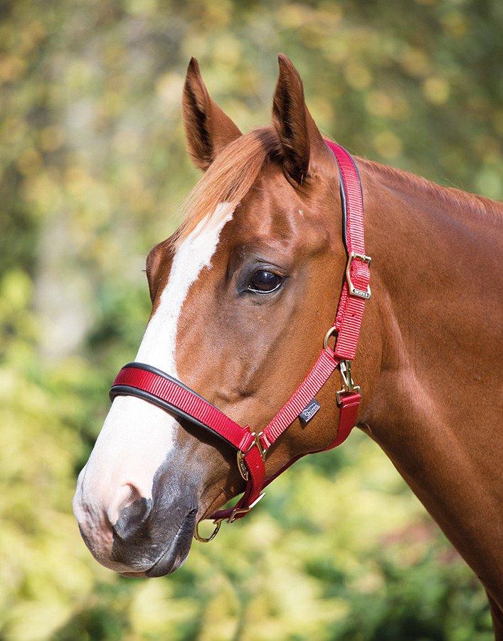 Deluxe Padded Headcollar