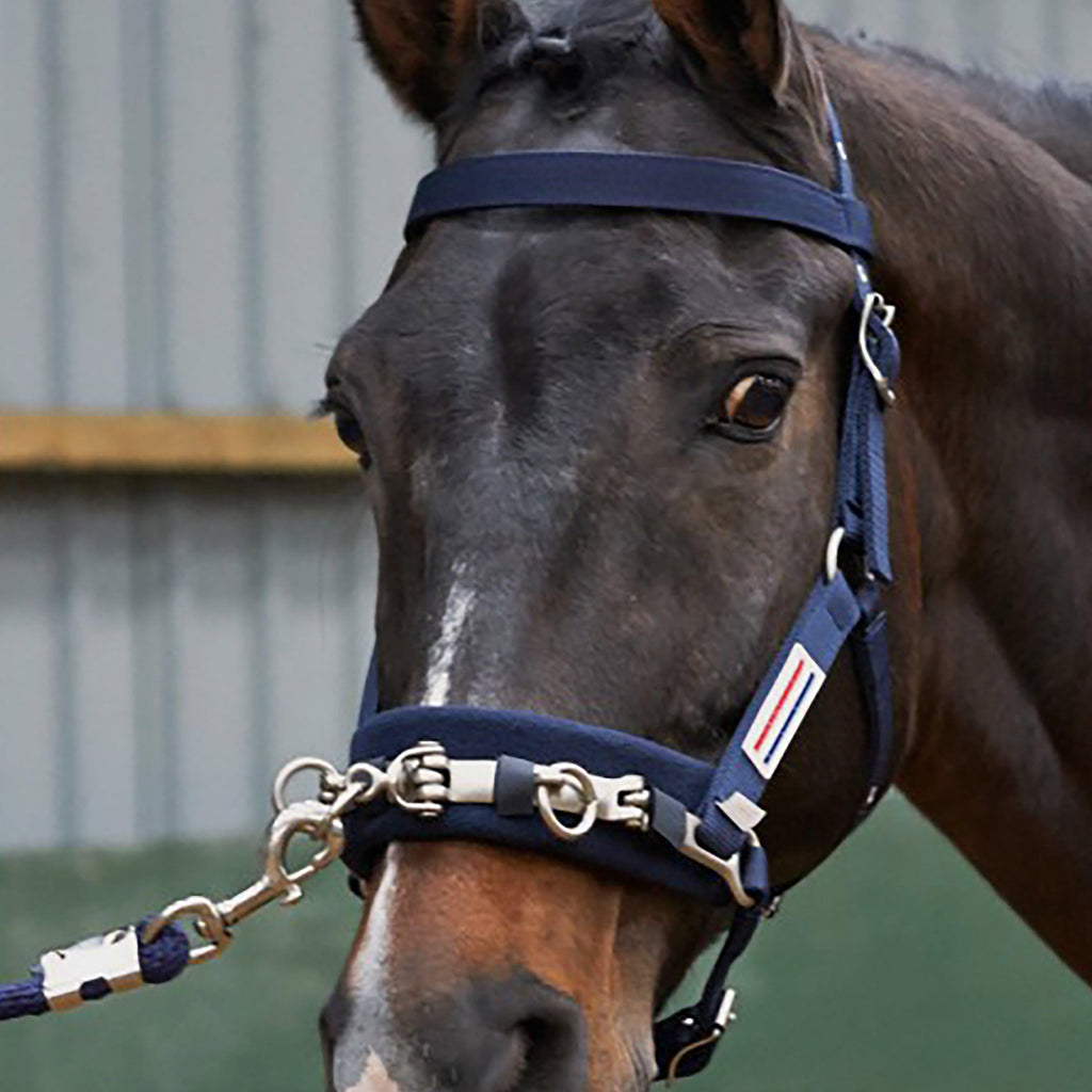 Lunge Cavesson