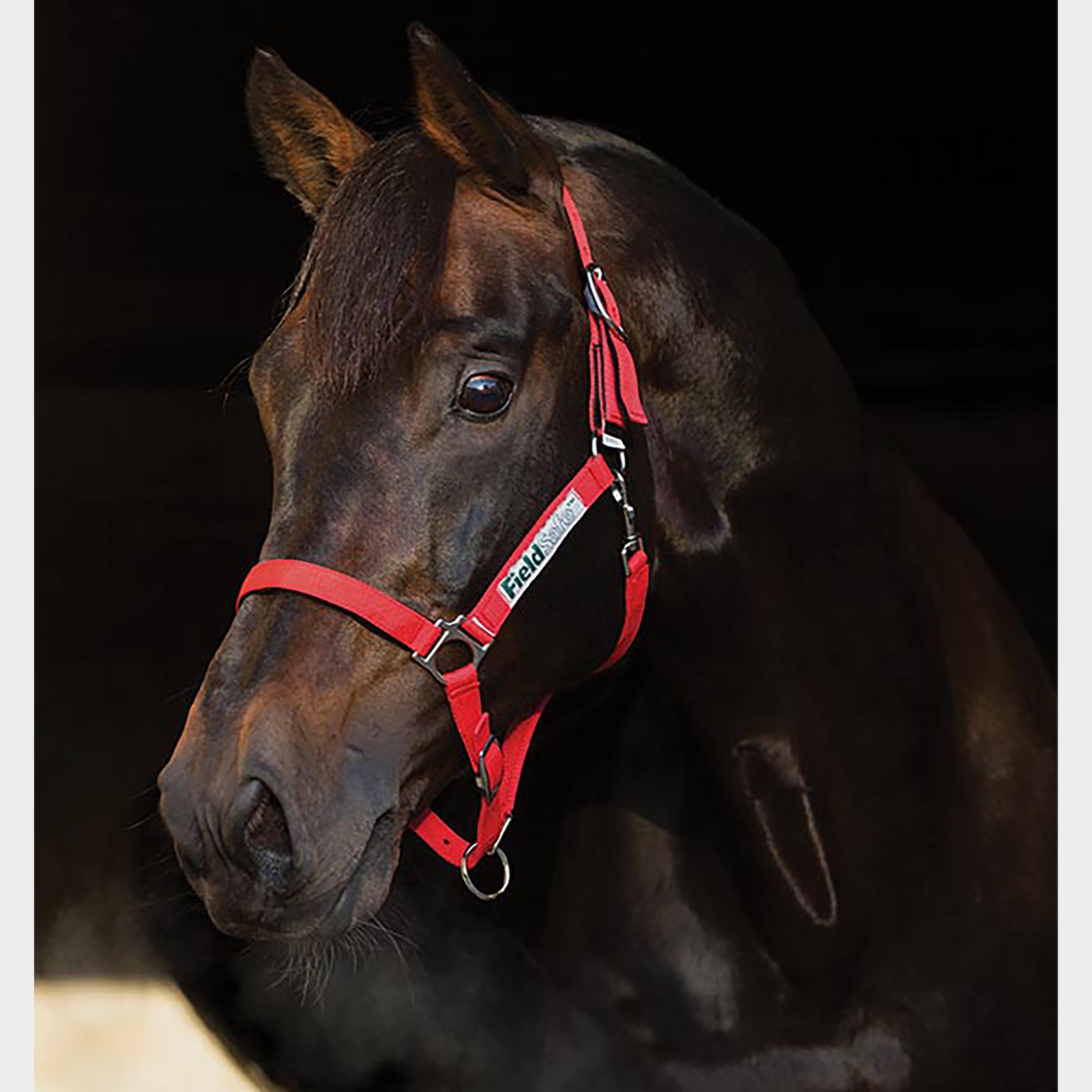 Fieldsafe Headcollar