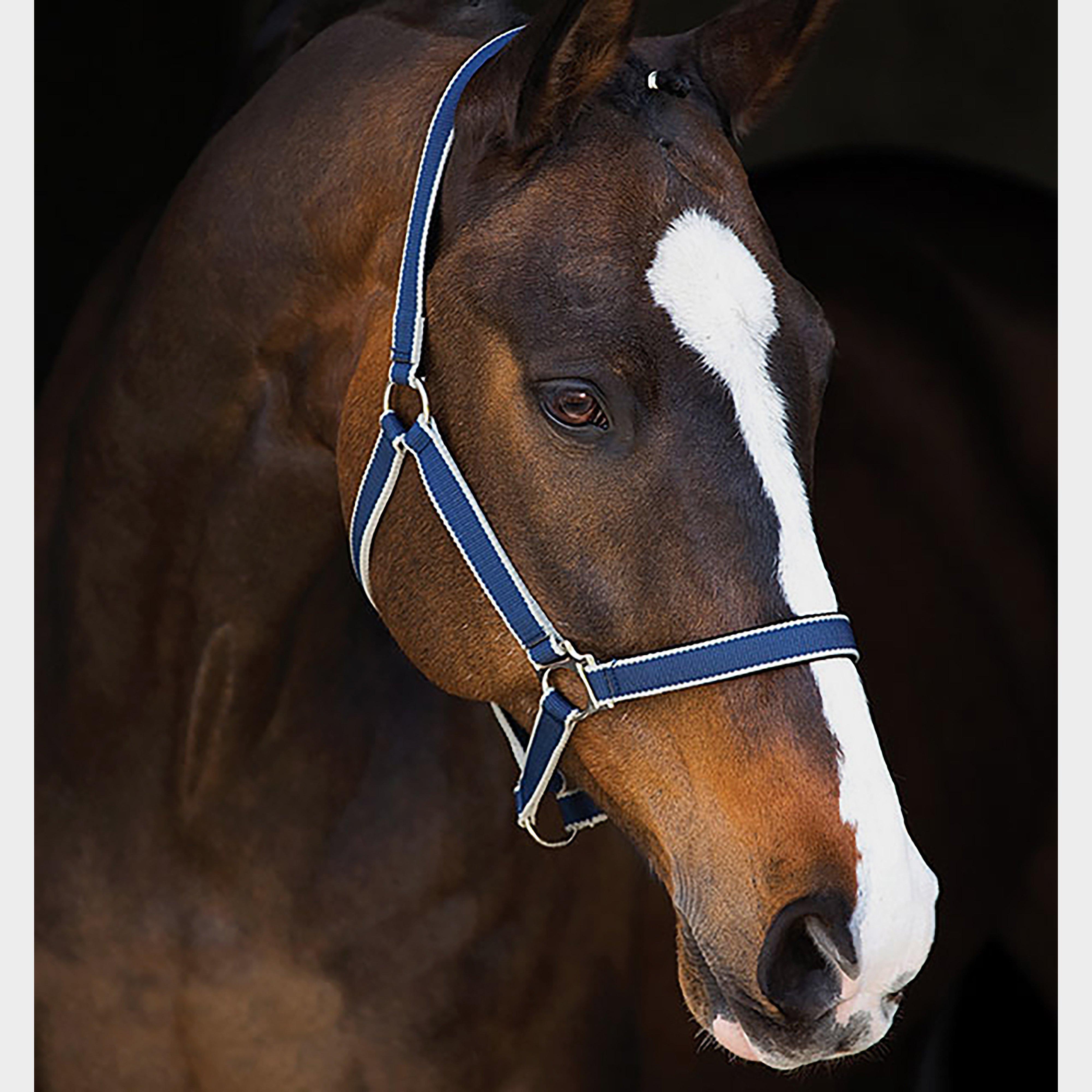 Amigo Headcollar