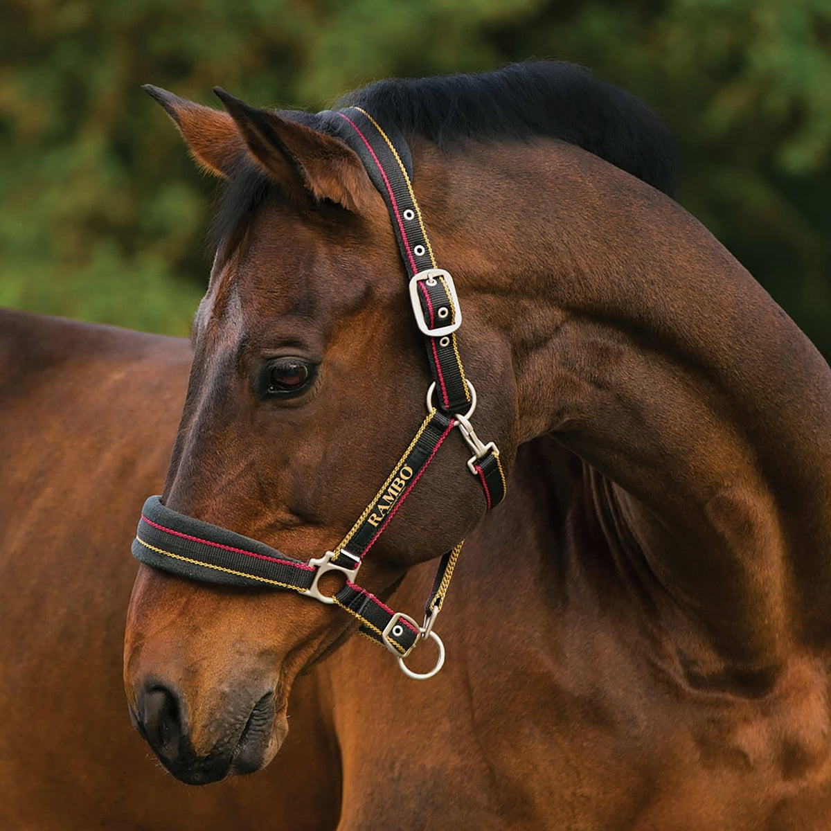 Rambo Padded Headcollar