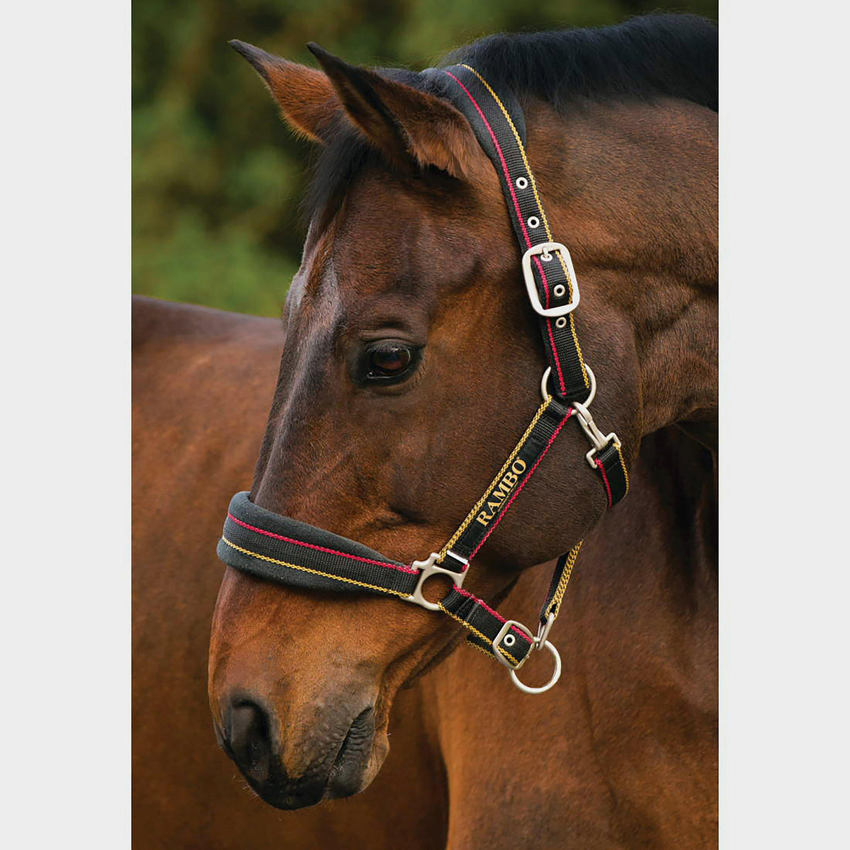 Rambo Padded Headcollar