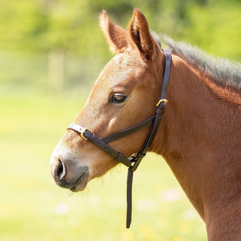 Leather Foal Slip