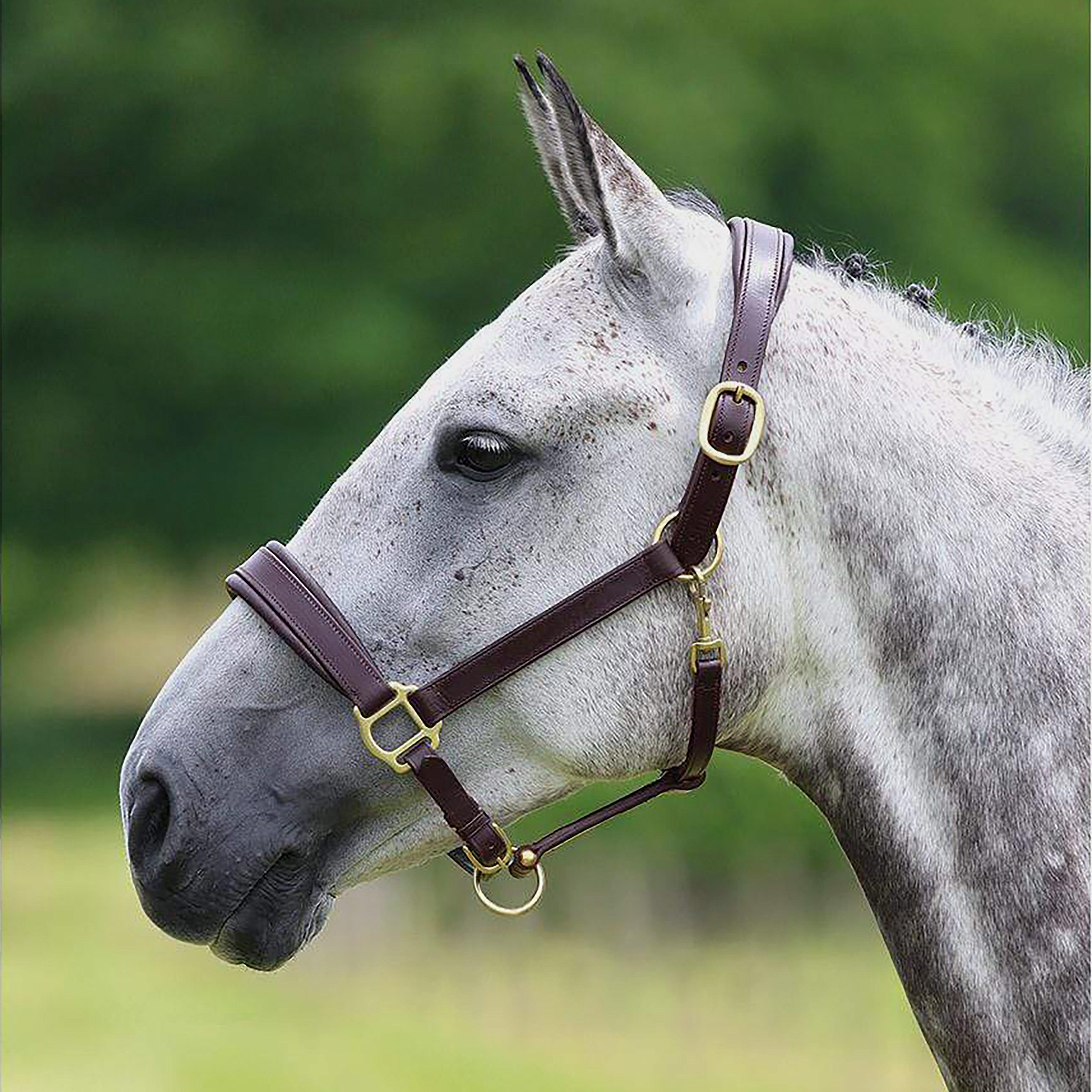 Cushioned Travel Headcollar Brown