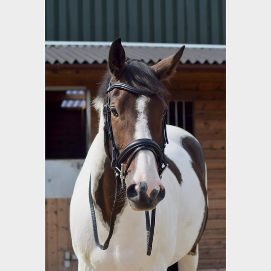 Dressage Flash Bridle Black
