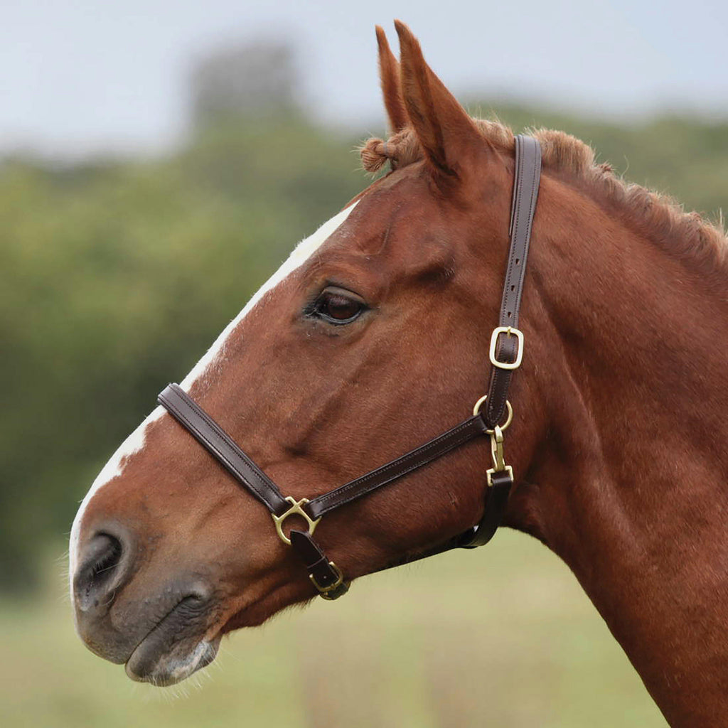 Ragley Leather Headcollar Brown