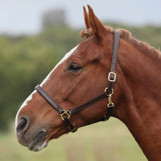 Ragley Leather Headcollar Brown