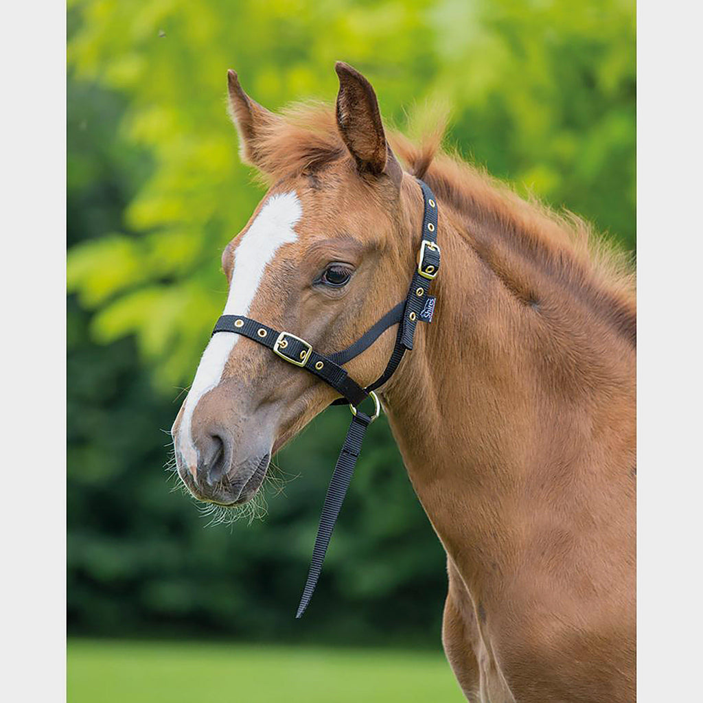 Nylon Foal Slip Black