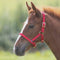 Foal Nylon Headcollar Red