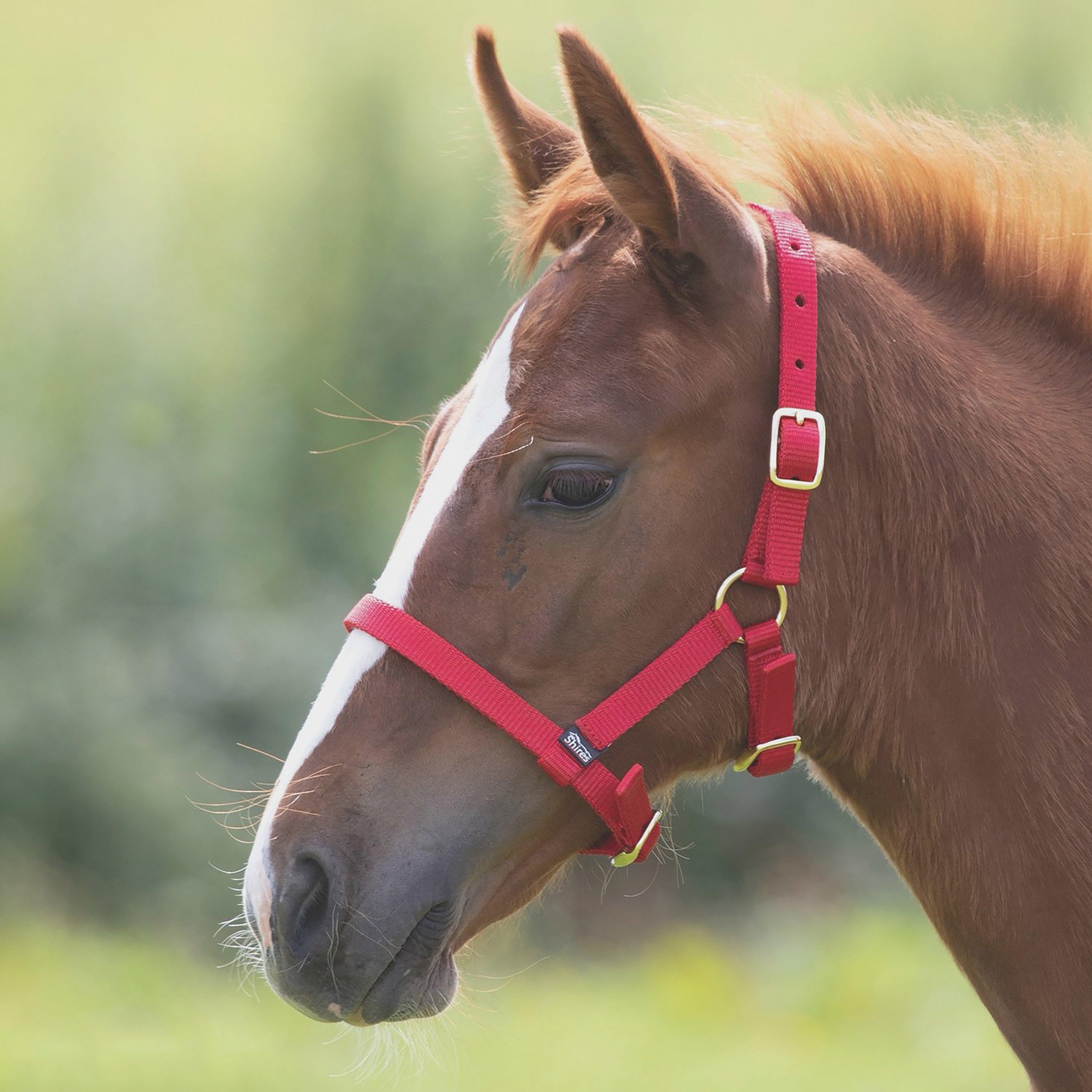 Foal Nylon Headcollar Red
