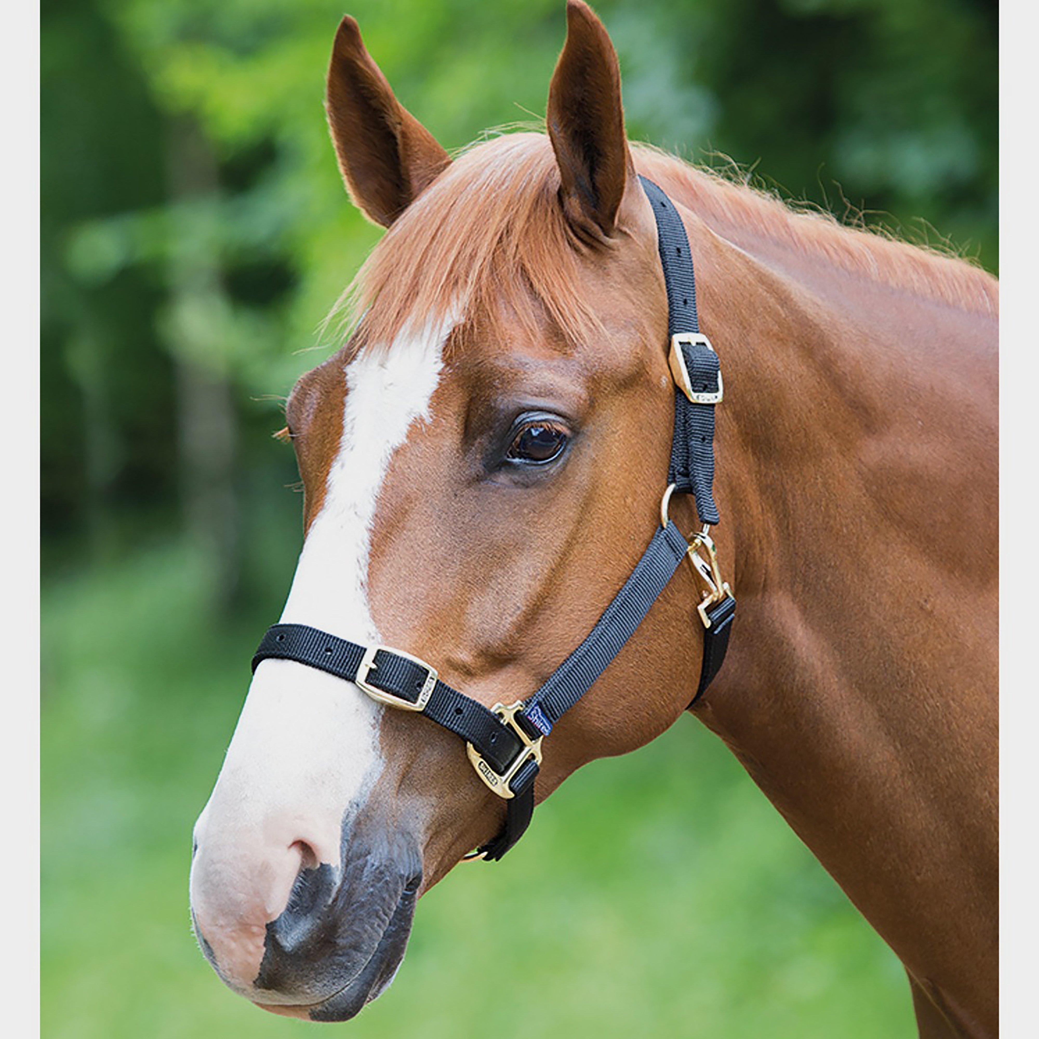 Nylon Headcollar Black