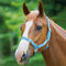 Nylon Headcollar Baby Blue