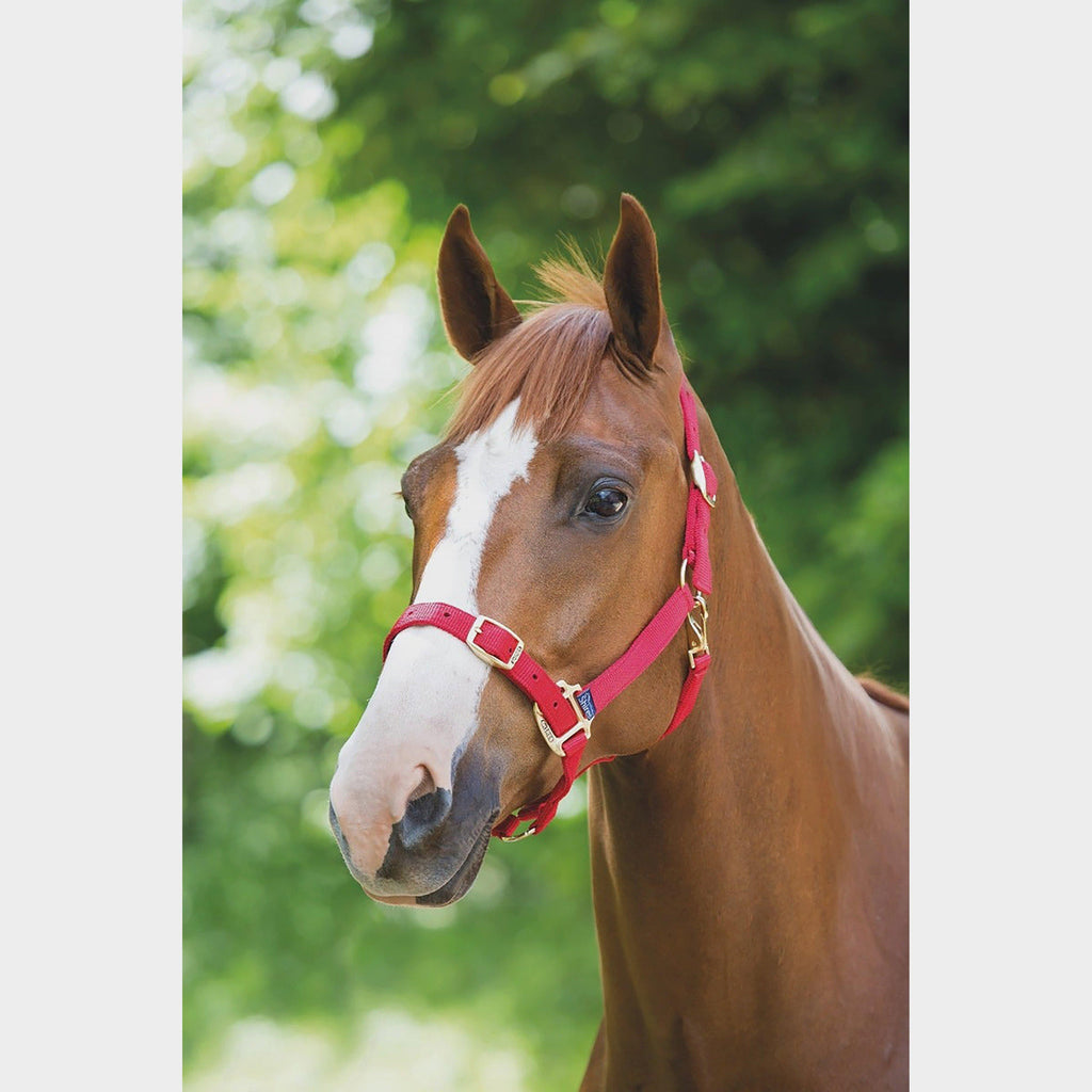 Nylon Headcollar Red