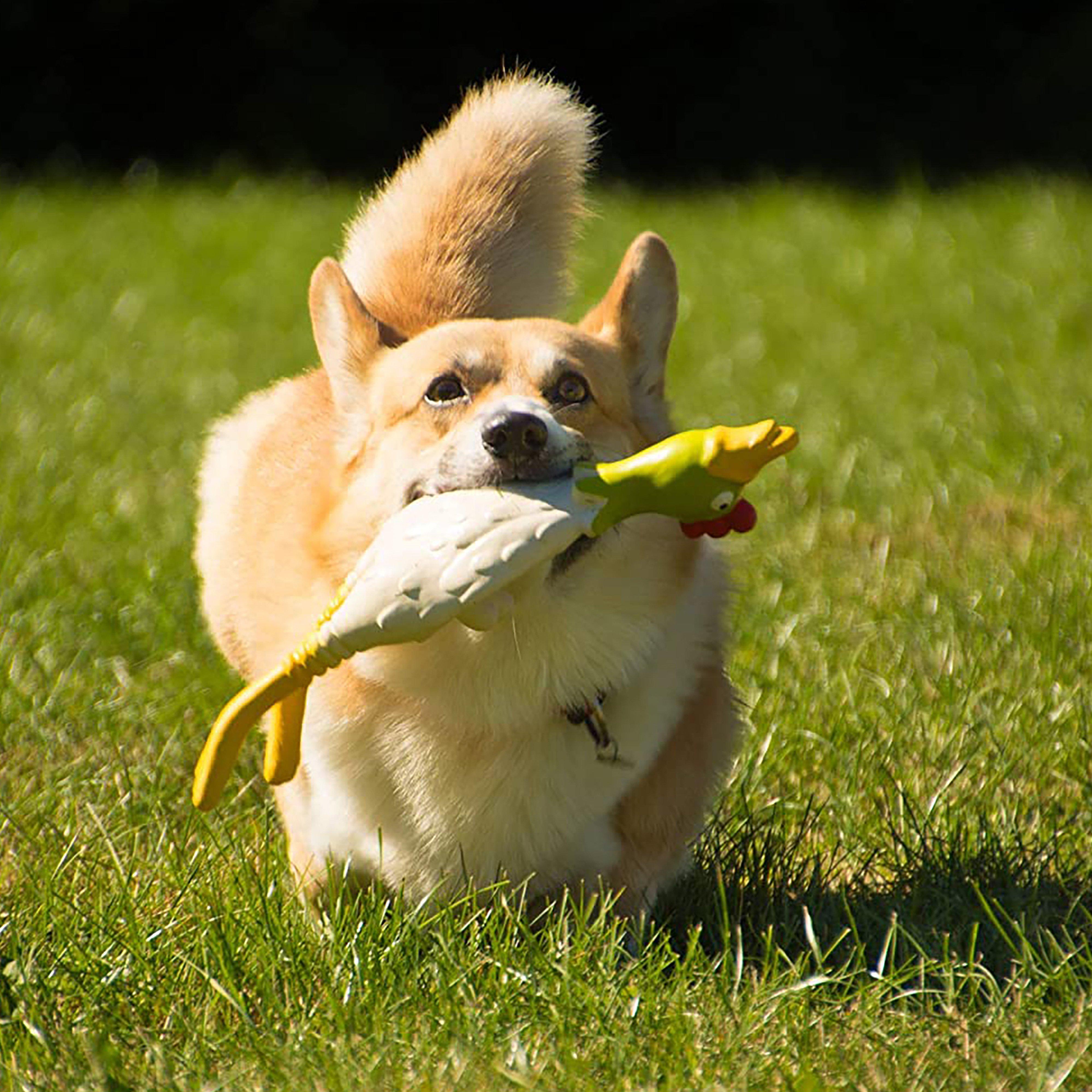 Latex Chicken Lying Small