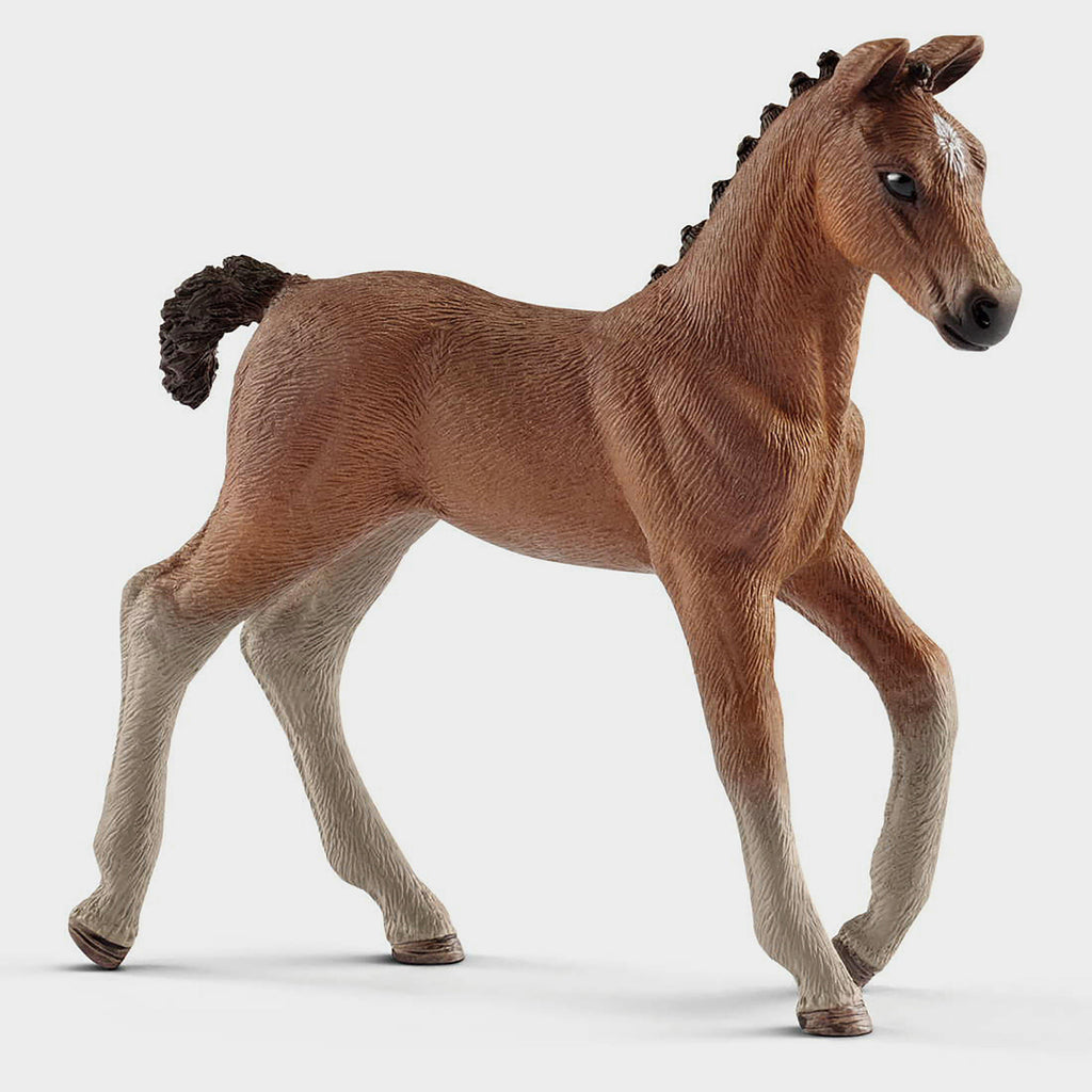 Hanoverian Foal
