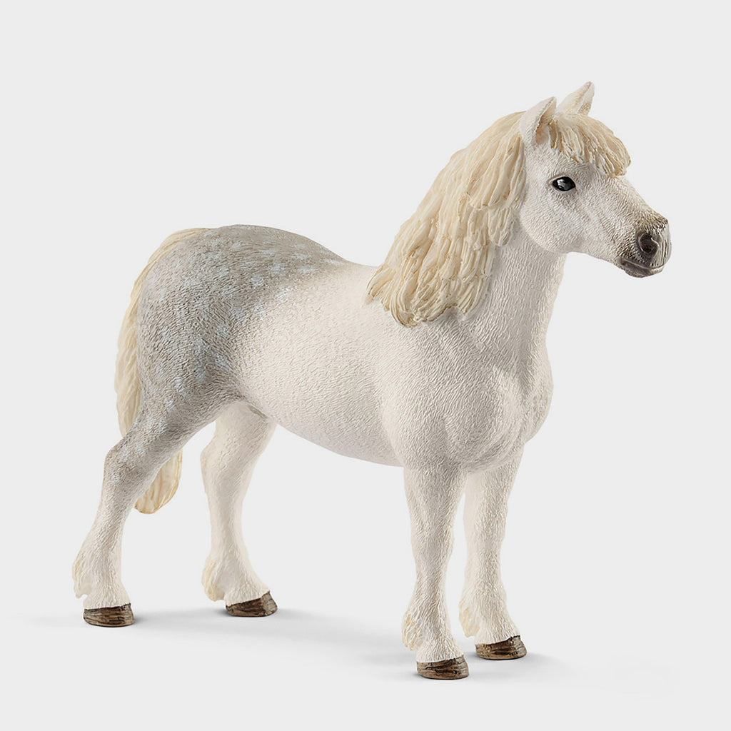 Welsh Pony Stallion