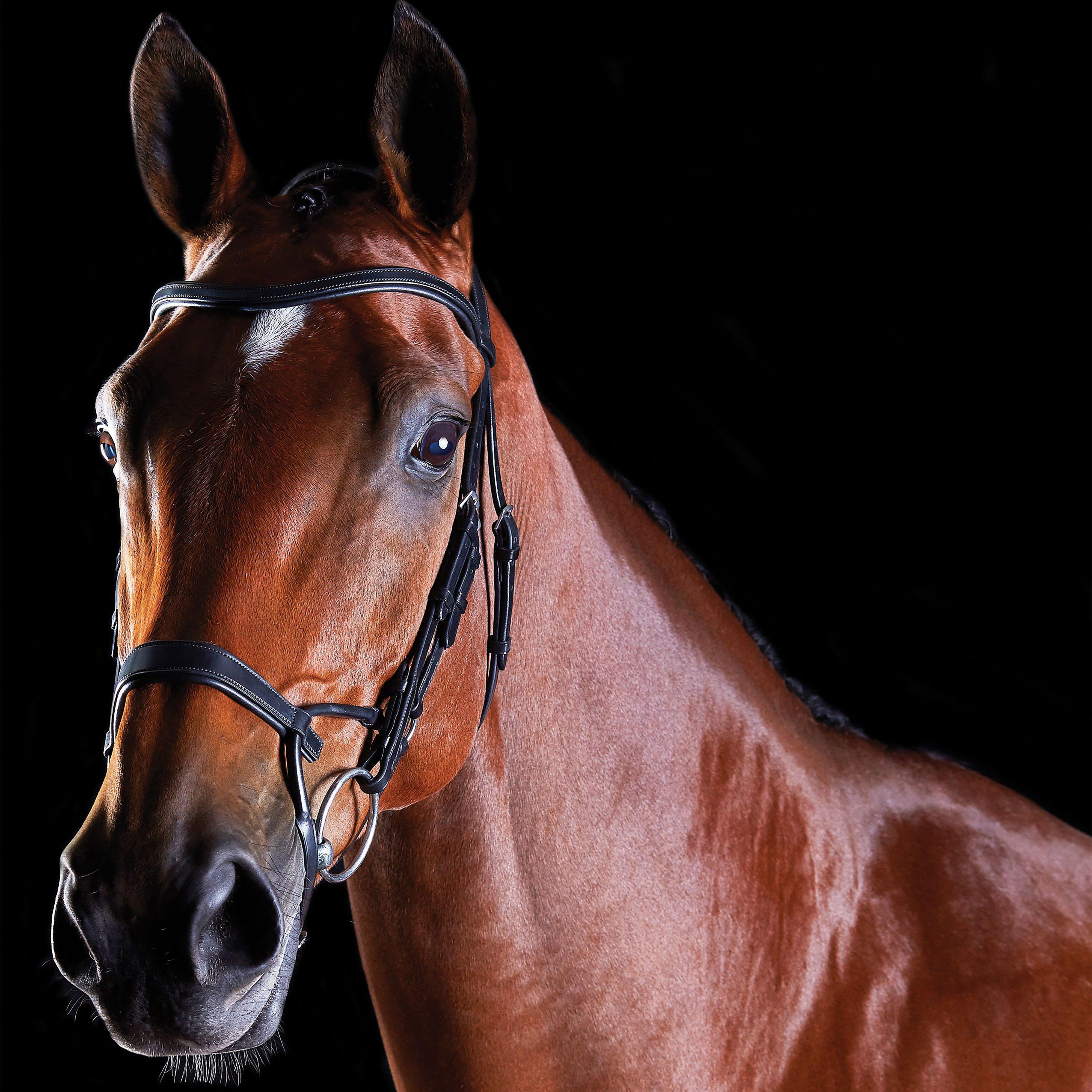 ComFiTec Training Bridle