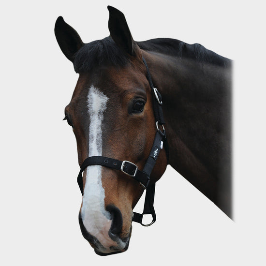 Economy Headcollar