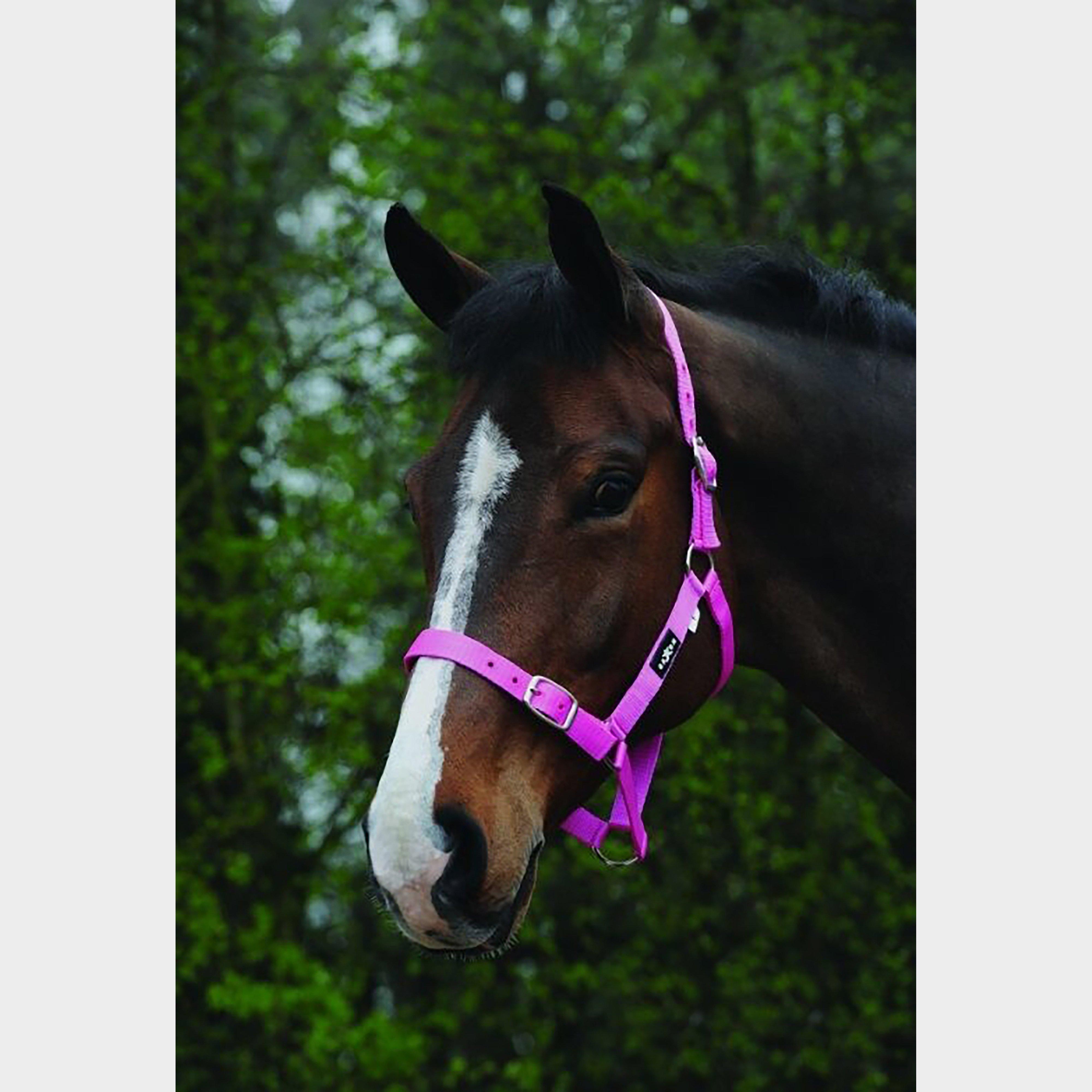 Economy Headcollar