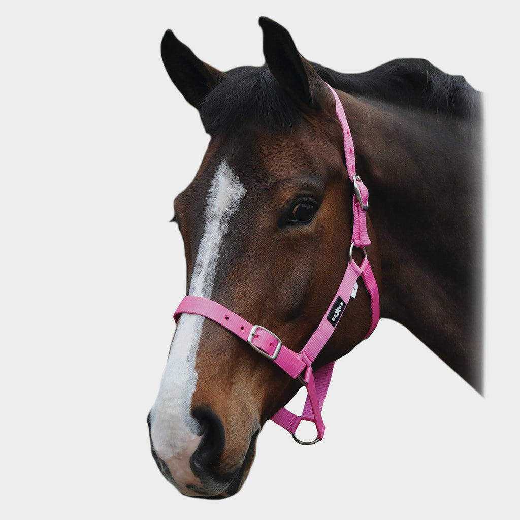 Economy Headcollar