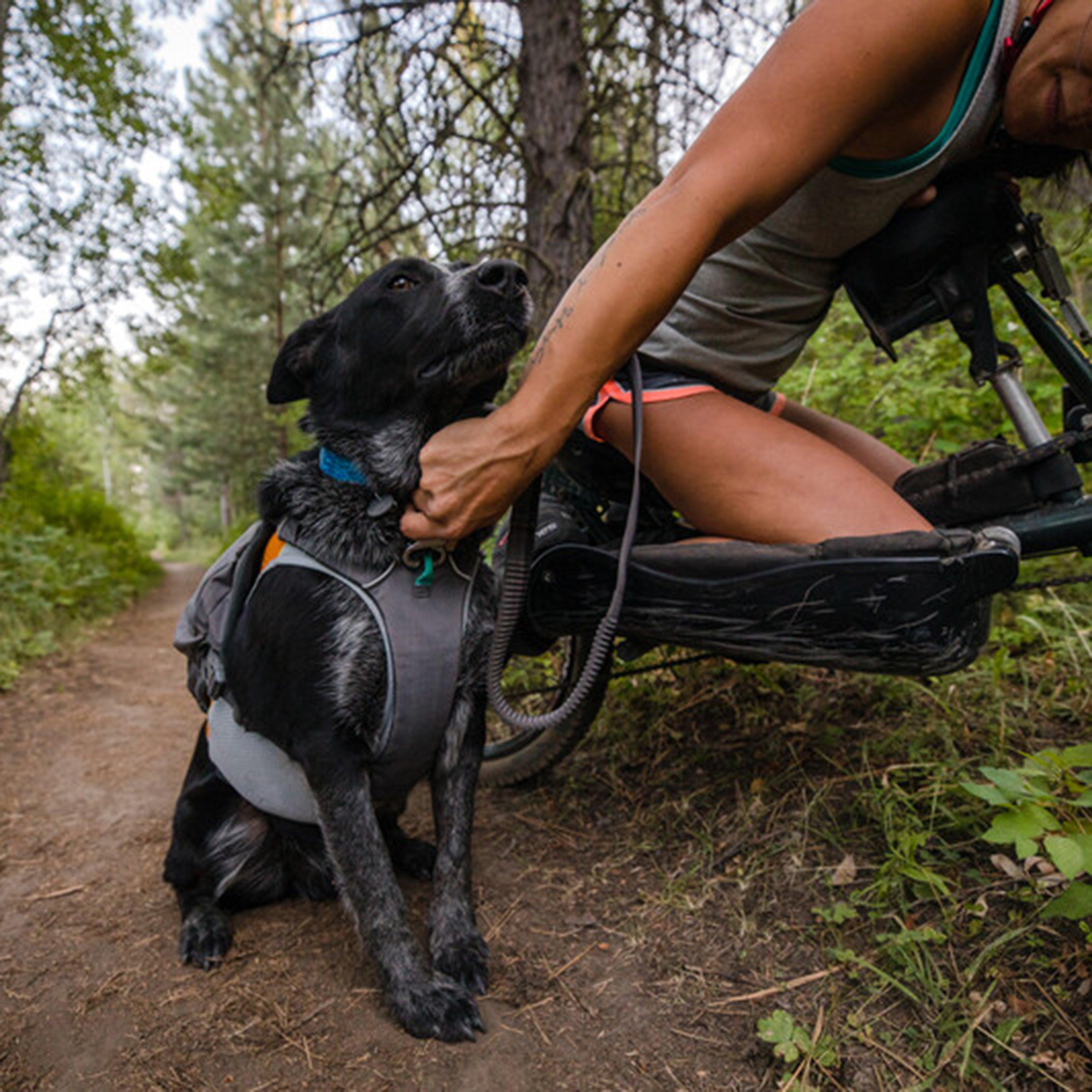 Roamer Bungee Dog Leash