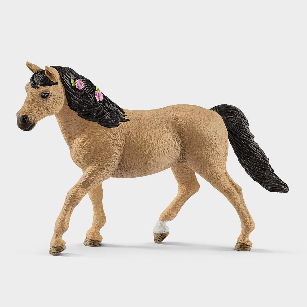 Connemara Pony Mare