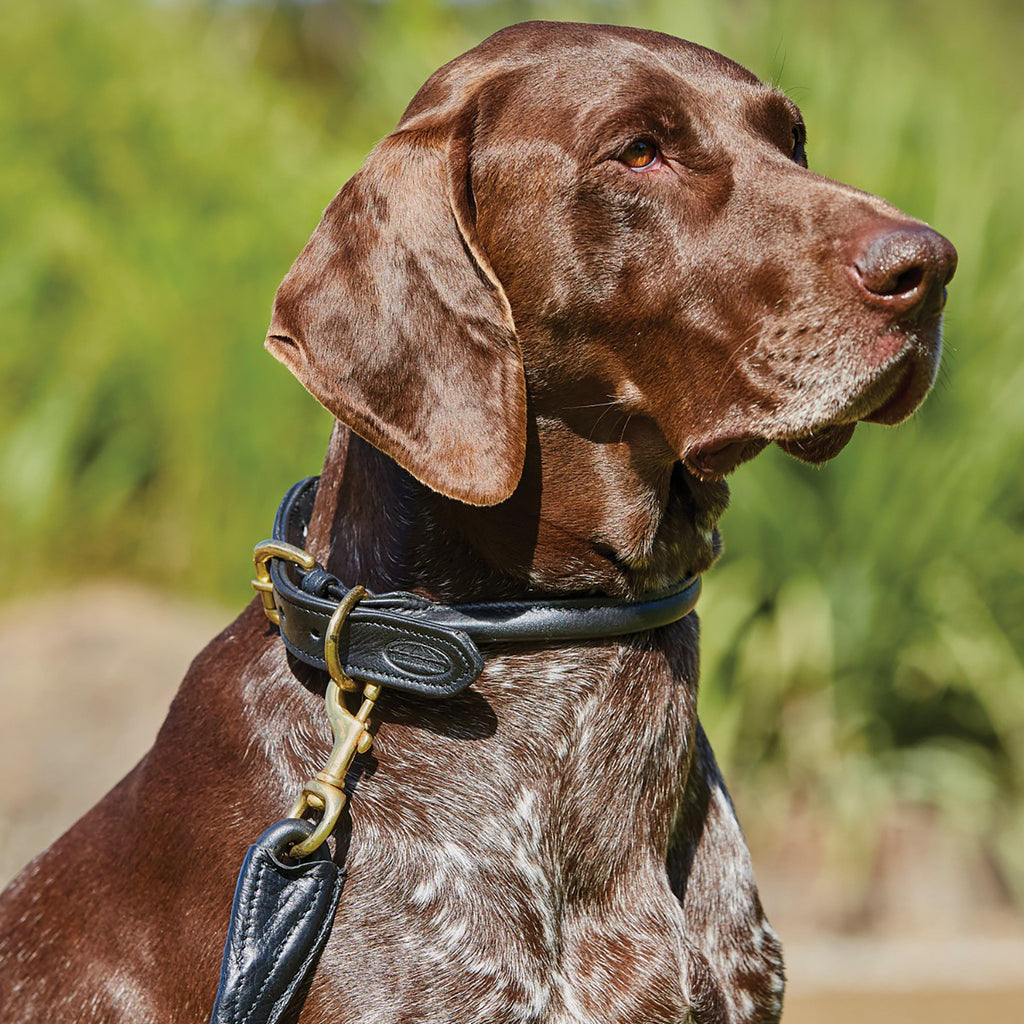 Rolled Leather Dog Lead