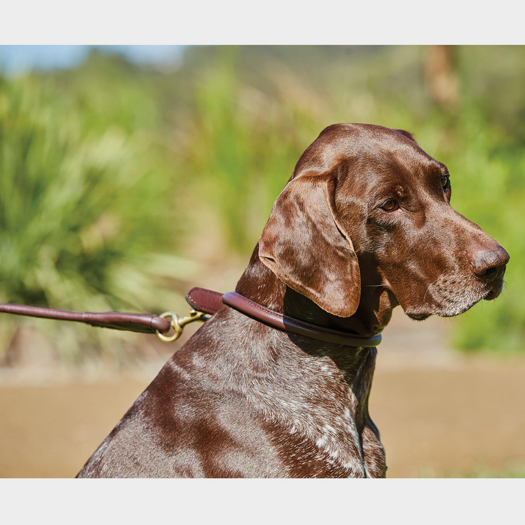 Rolled Leather Lead Brown