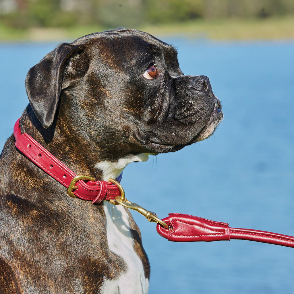 Rolled Leather Lead Maroon