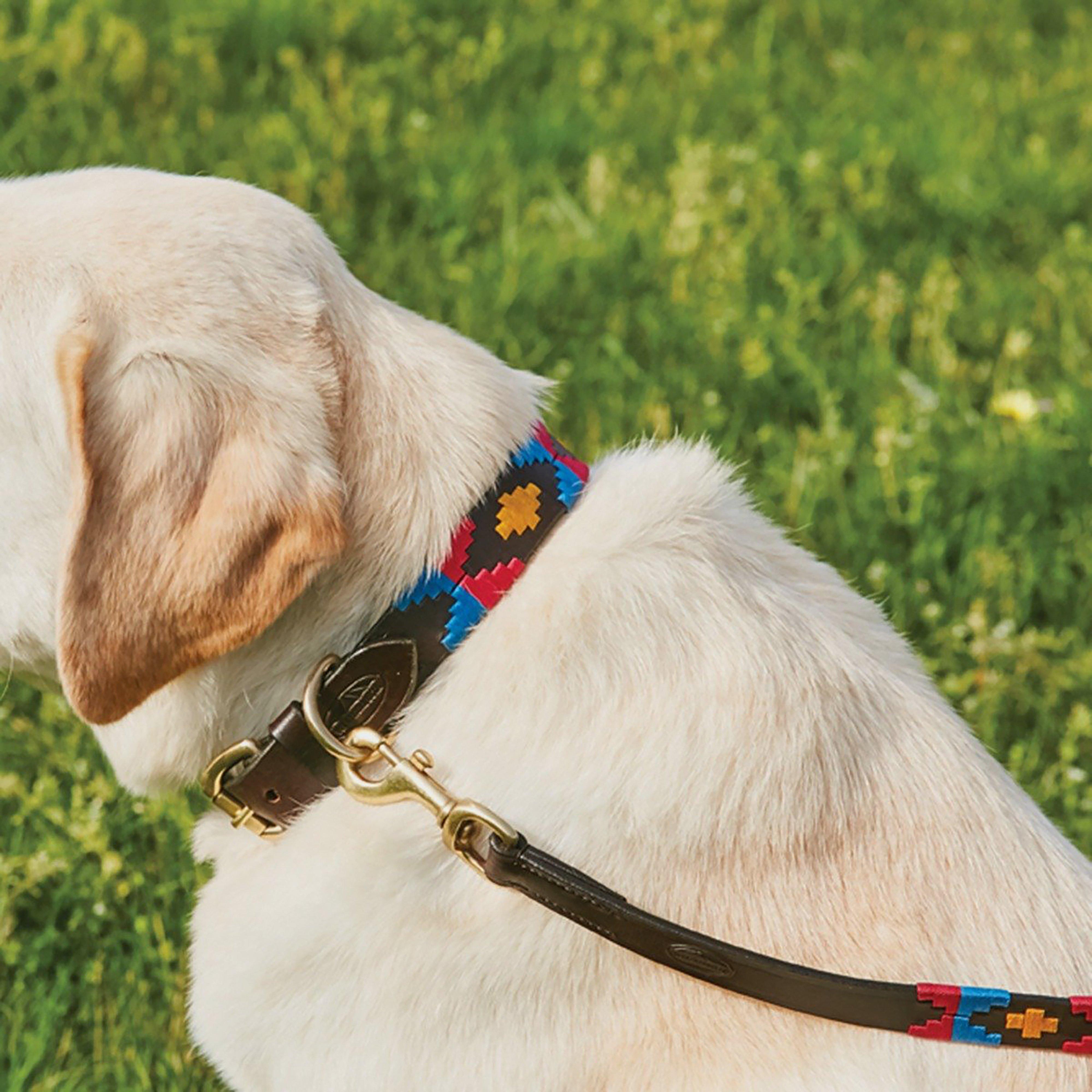 Polo Leather Dog Collar