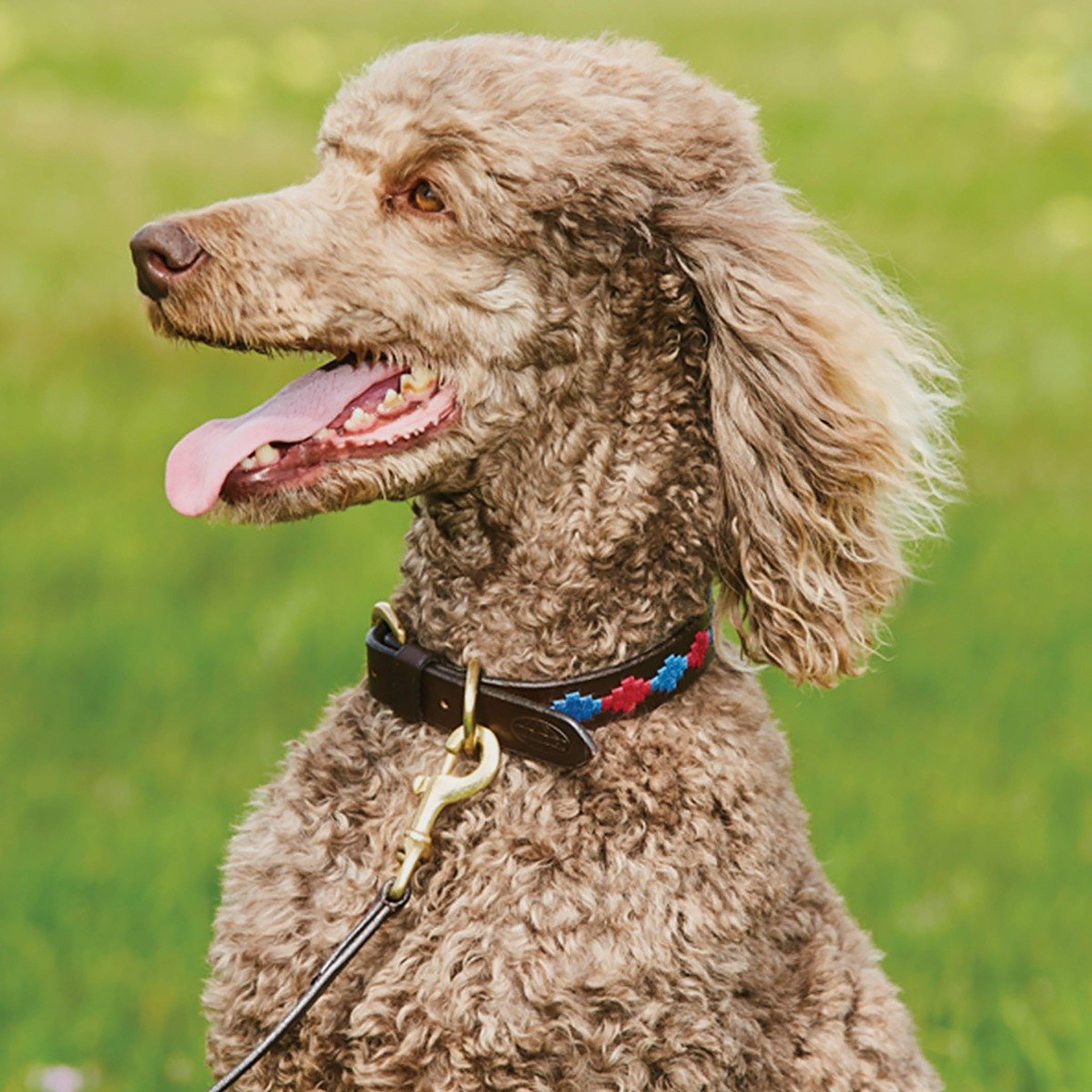 Polo Leather Dog Collar