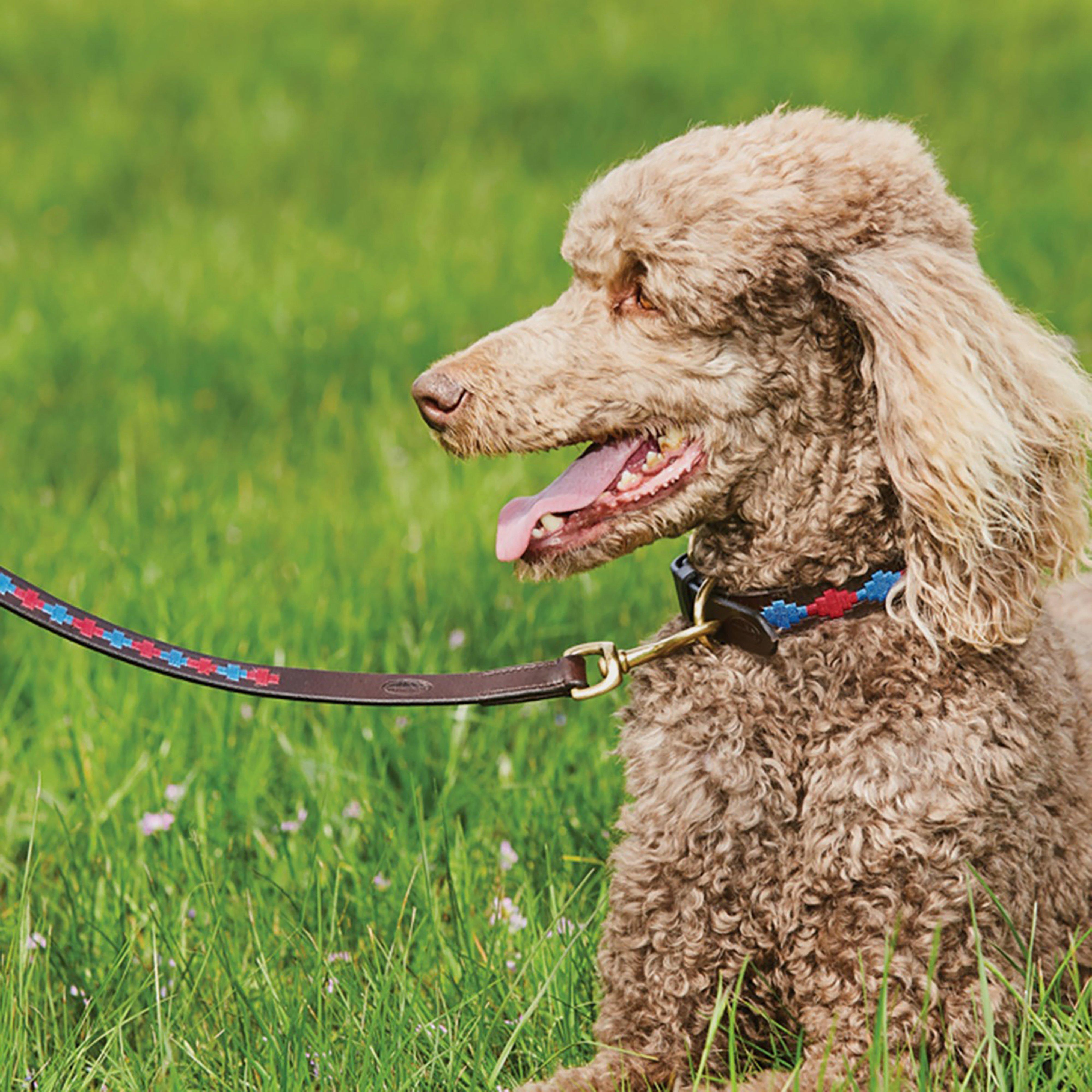 Polo Leather Dog Collar